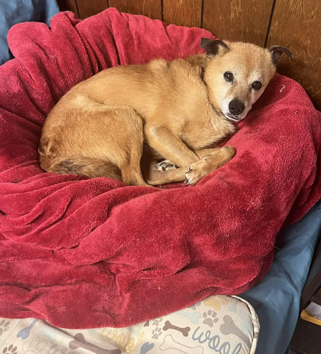 Enlarge Finn, a Adoptable mixed breed in North Olmsted, OH image 4/4