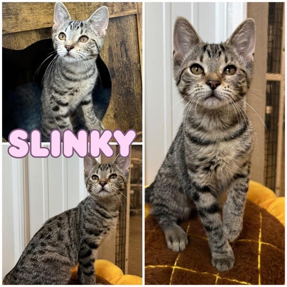 Enlarge Slinky, a Adopted Domestic Short Hair in Rochester, IN image 1/2