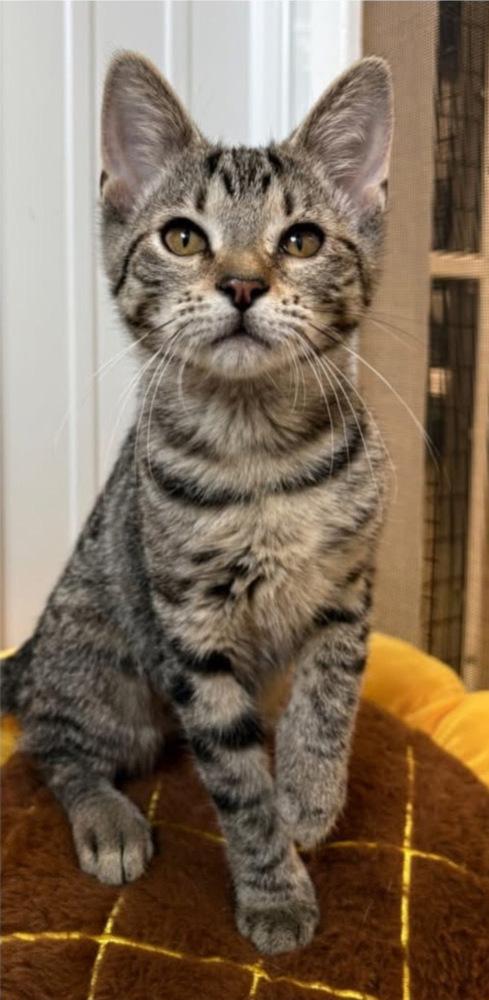 Enlarge Slinky, a Adopted Domestic Short Hair in Rochester, IN image 2/2