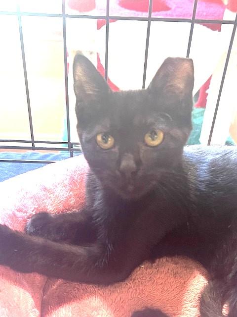 Pamela, a Adoptable American Shorthair in Schertz, TX image 1/2