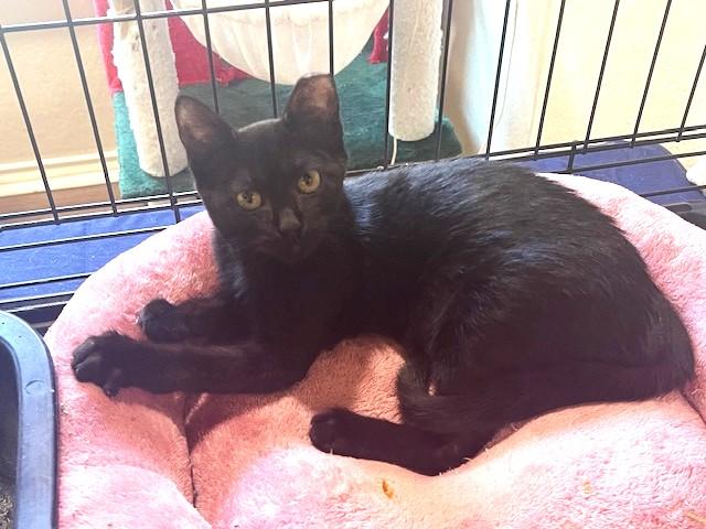 Pamela, a Adoptable American Shorthair in Schertz, TX image 2/2