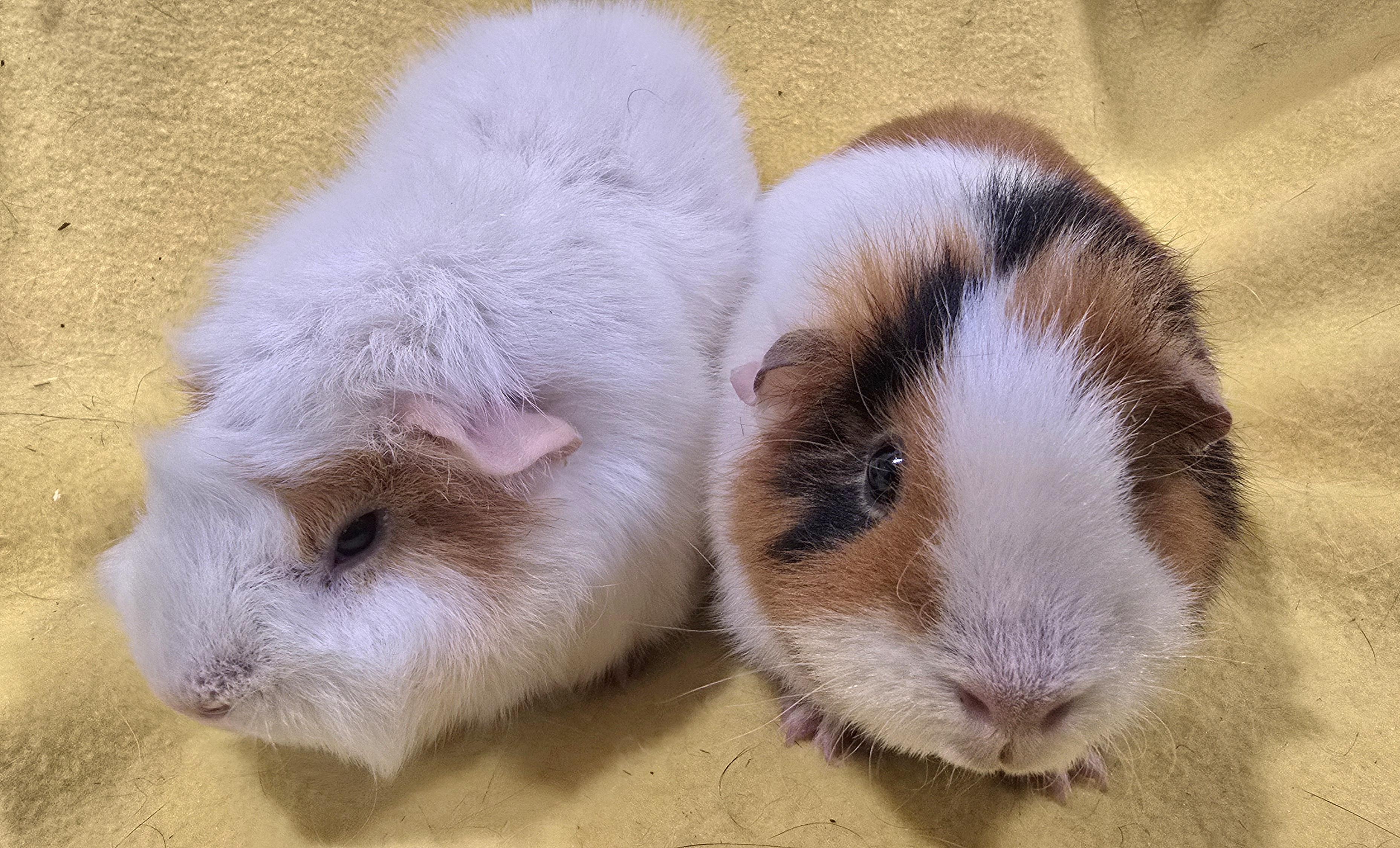 Enlarge Maeve and Peyton, an adopted Guinea Pig in New Kensington, PA image 3/5