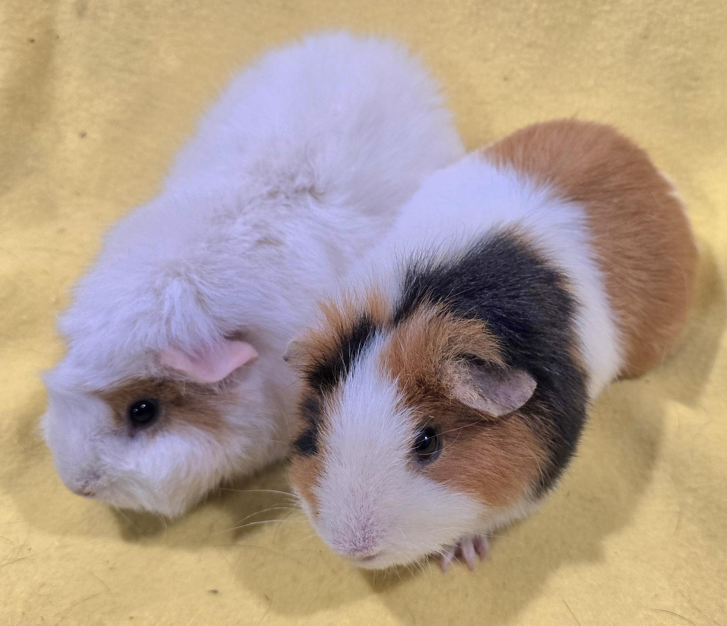 Enlarge Maeve and Peyton, an adopted Guinea Pig in New Kensington, PA image 4/5