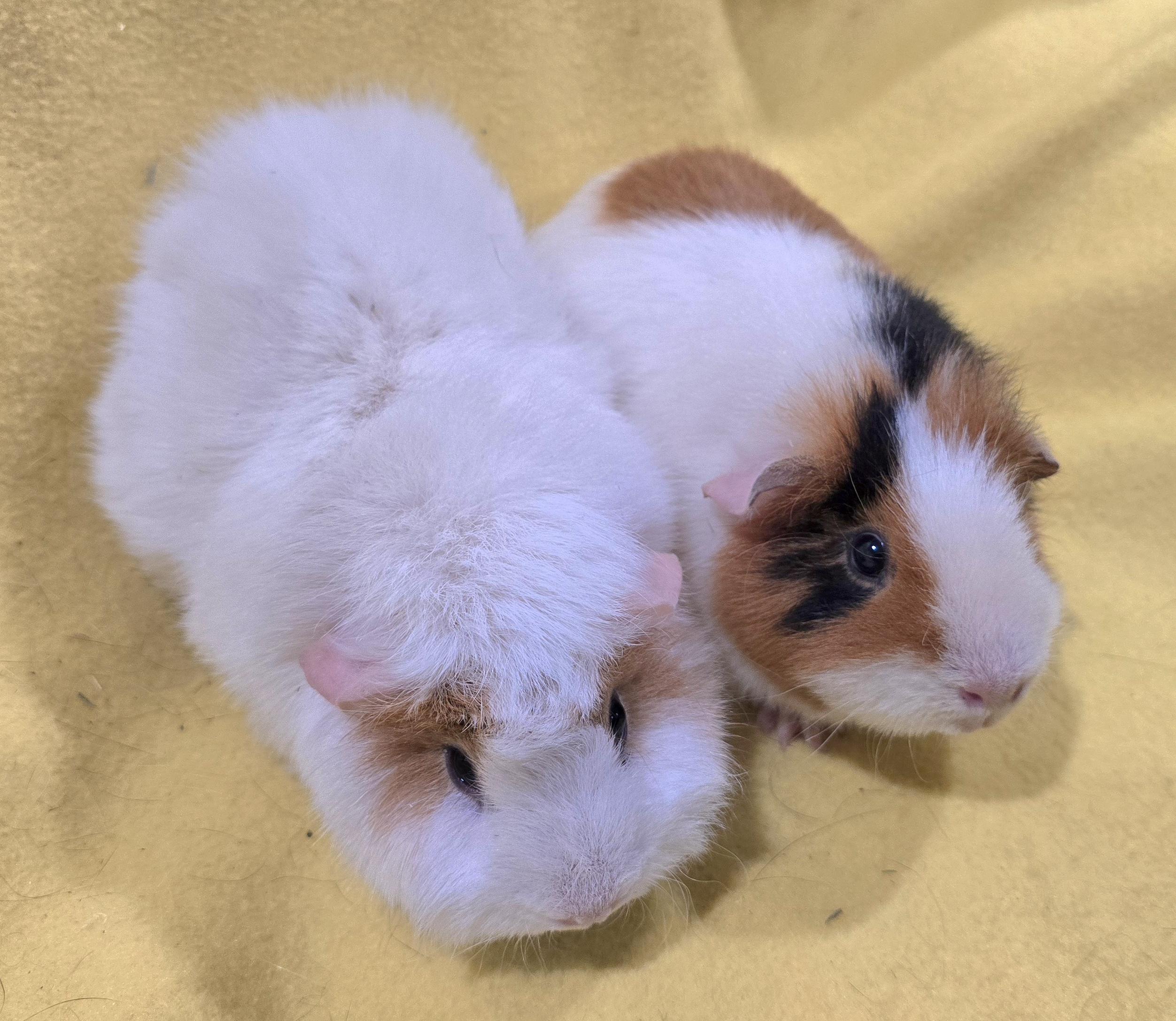 Enlarge Maeve and Peyton, an adopted Guinea Pig in New Kensington, PA image 2/5