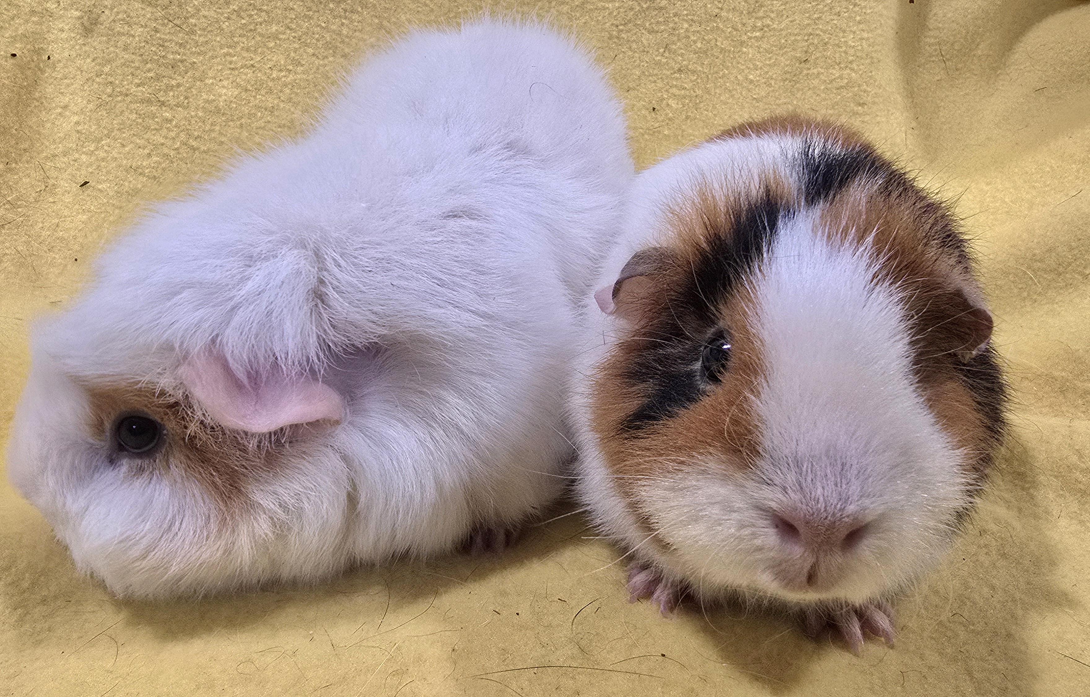 Enlarge Maeve and Peyton, an adopted Guinea Pig in New Kensington, PA image 5/5