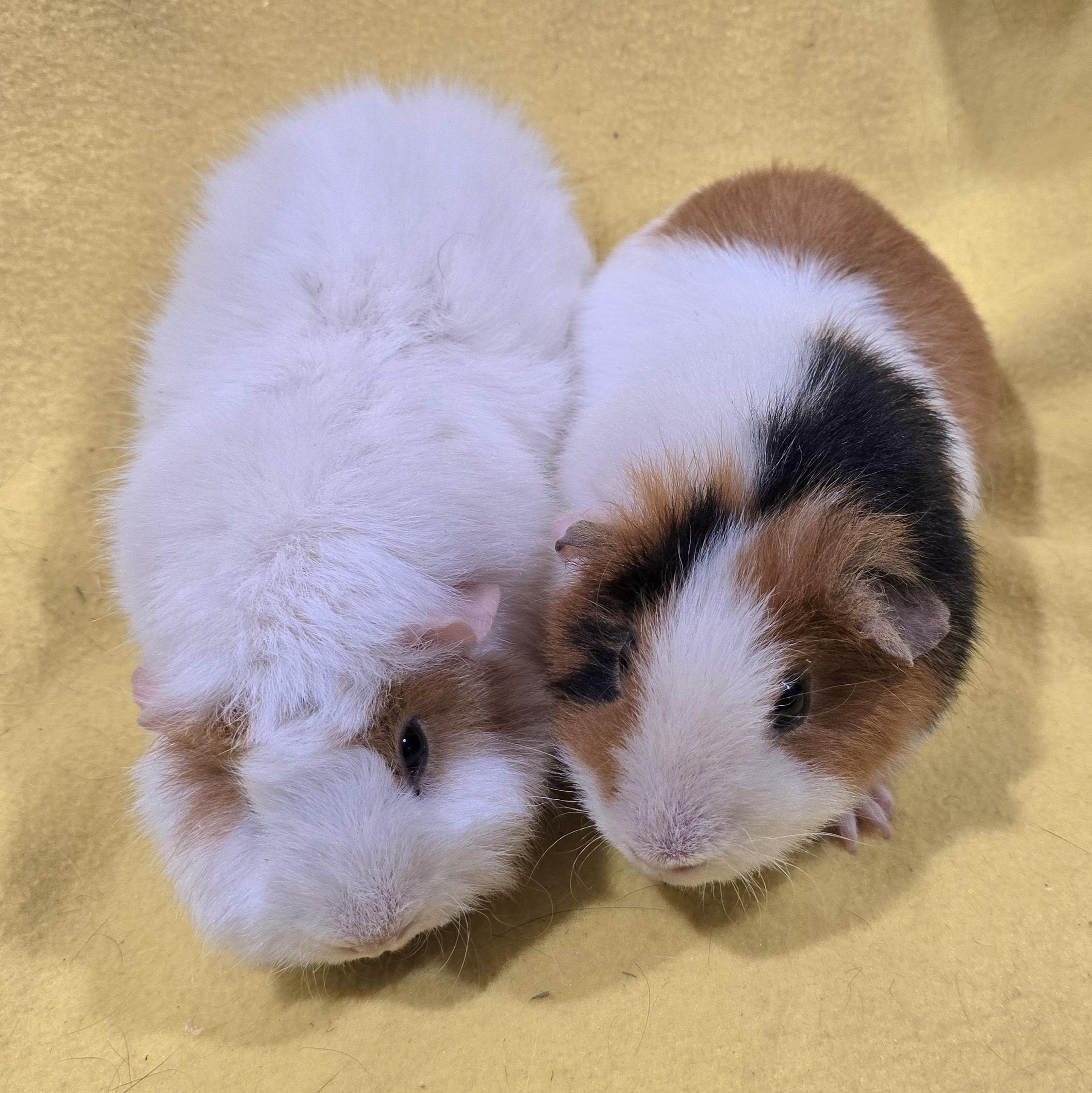 Enlarge Maeve and Peyton, an adopted Guinea Pig in New Kensington, PA image 1/5
