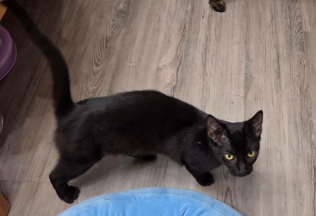 Enlarge Fizzy , a ADOPTABLE Domestic Short Hair in Lewis Center, OH image 3/3