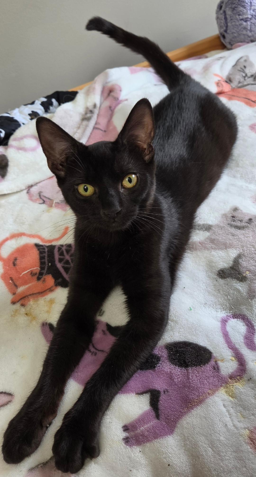 Enlarge Fizzy , a ADOPTABLE Domestic Short Hair in Lewis Center, OH image 1/3