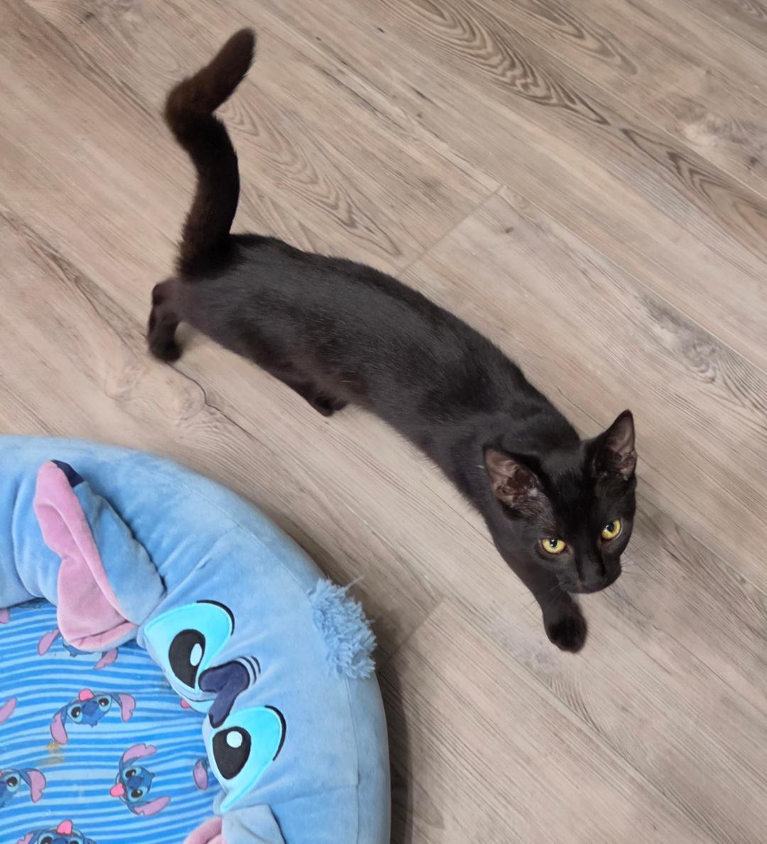 Enlarge Fizzy , a ADOPTABLE Domestic Short Hair in Lewis Center, OH image 2/3