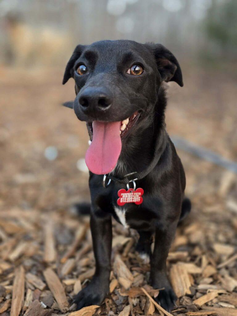 Enlarge Cricket, a ADOPTABLE mixed breed in Red Hook, NY image 3/5