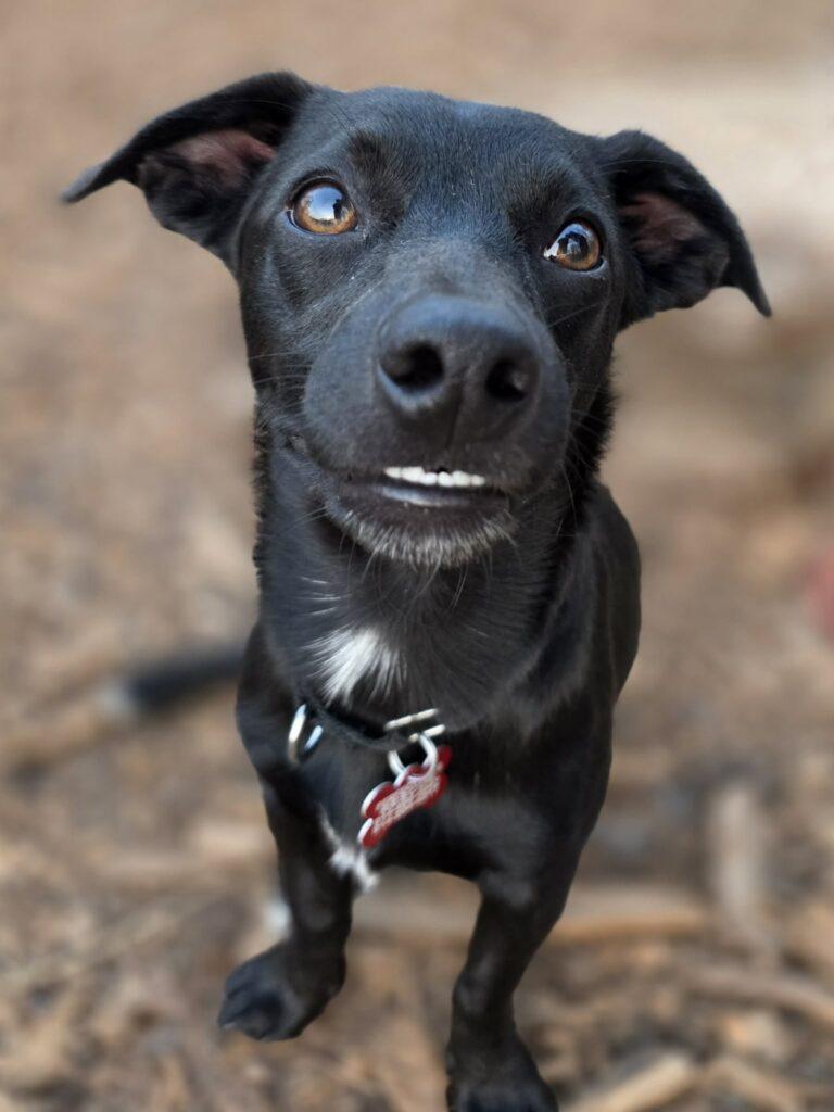 Enlarge Cricket, a ADOPTABLE mixed breed in Red Hook, NY image 2/5