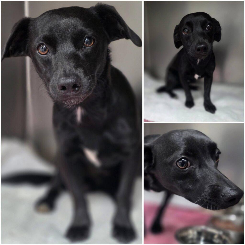 Enlarge Cricket, a ADOPTABLE mixed breed in Red Hook, NY image 1/5