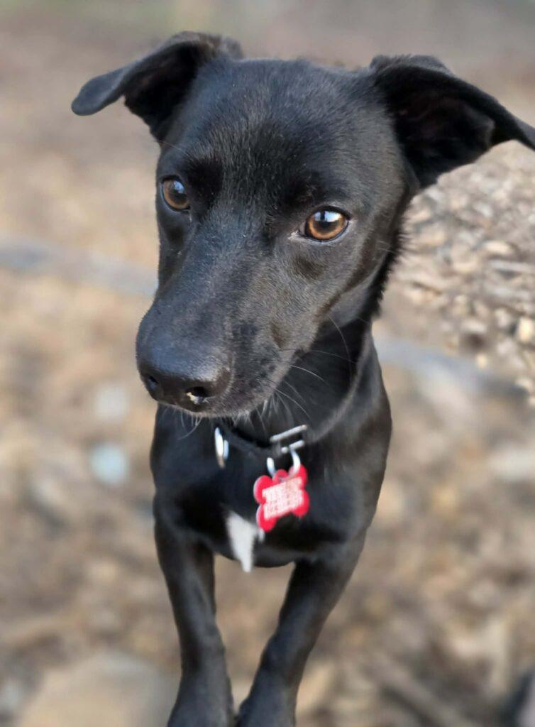 Enlarge Cricket, a ADOPTABLE mixed breed in Red Hook, NY image 4/5