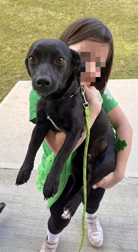 Enlarge Cricket, a ADOPTABLE mixed breed in Red Hook, NY image 5/5