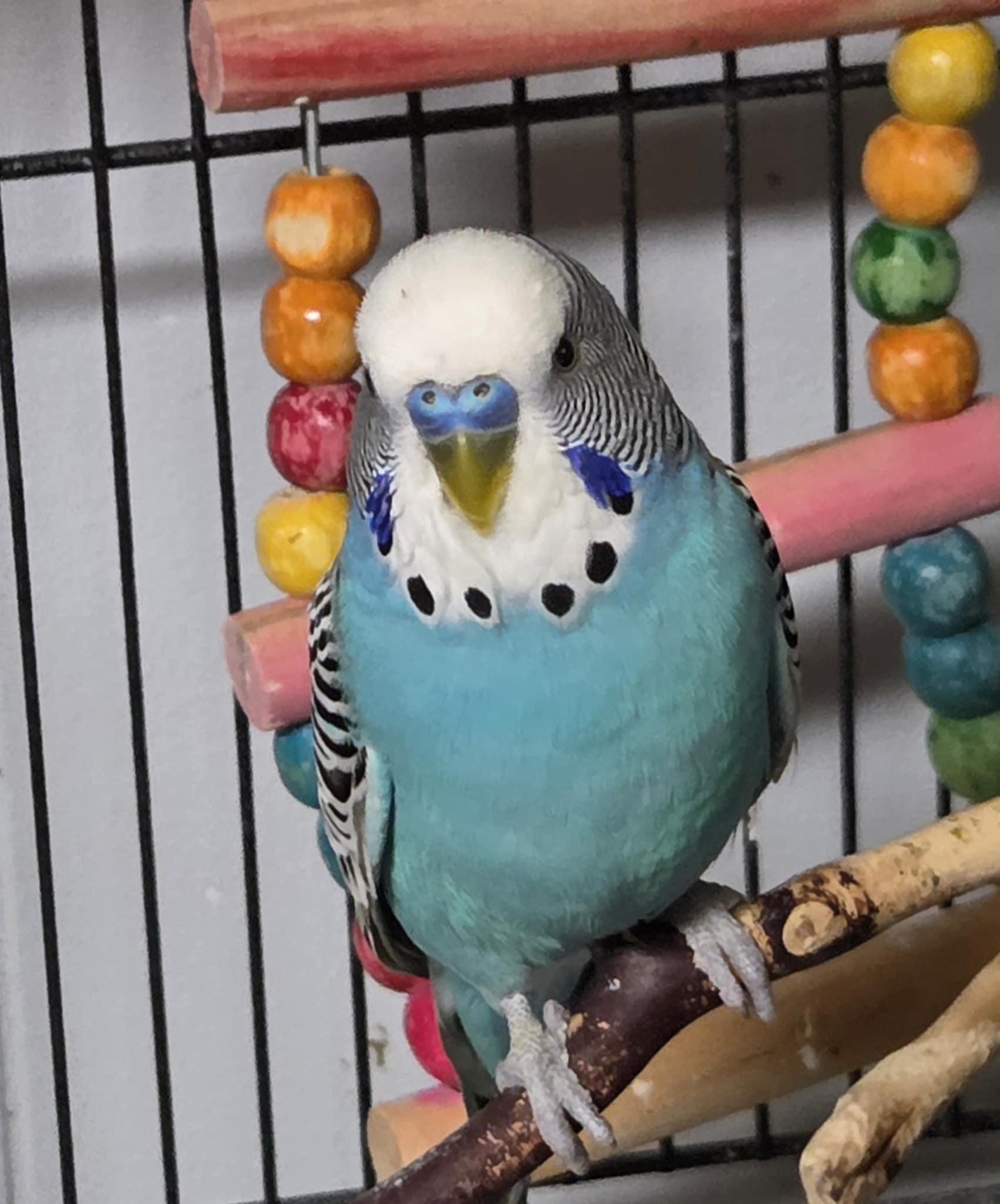 Echo, Adult Male unknown