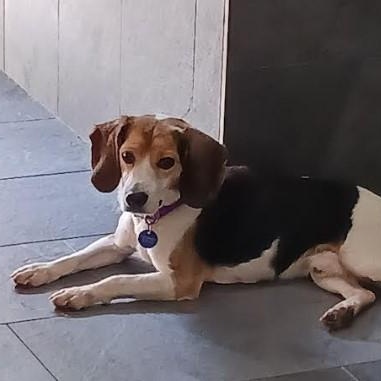 Stanley, a Adopted Beagle in Barrington Hills, IL image 3/3