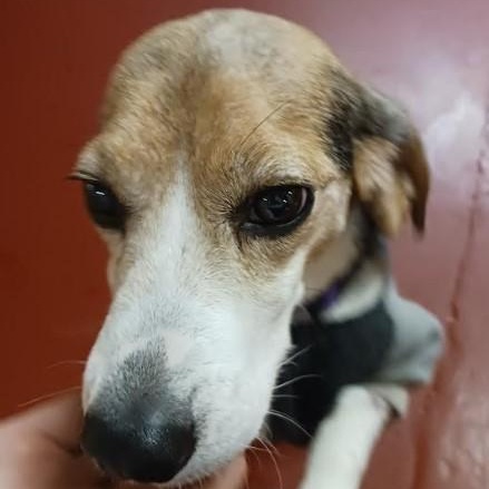 Stanley, a Adopted Beagle in Barrington Hills, IL image 2/3