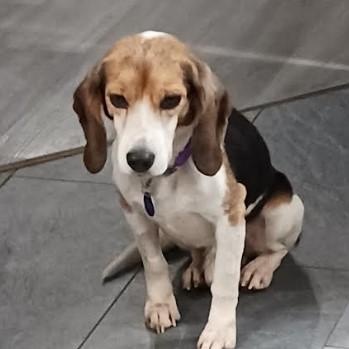 Stanley, a Adopted Beagle in Barrington Hills, IL image 1/3