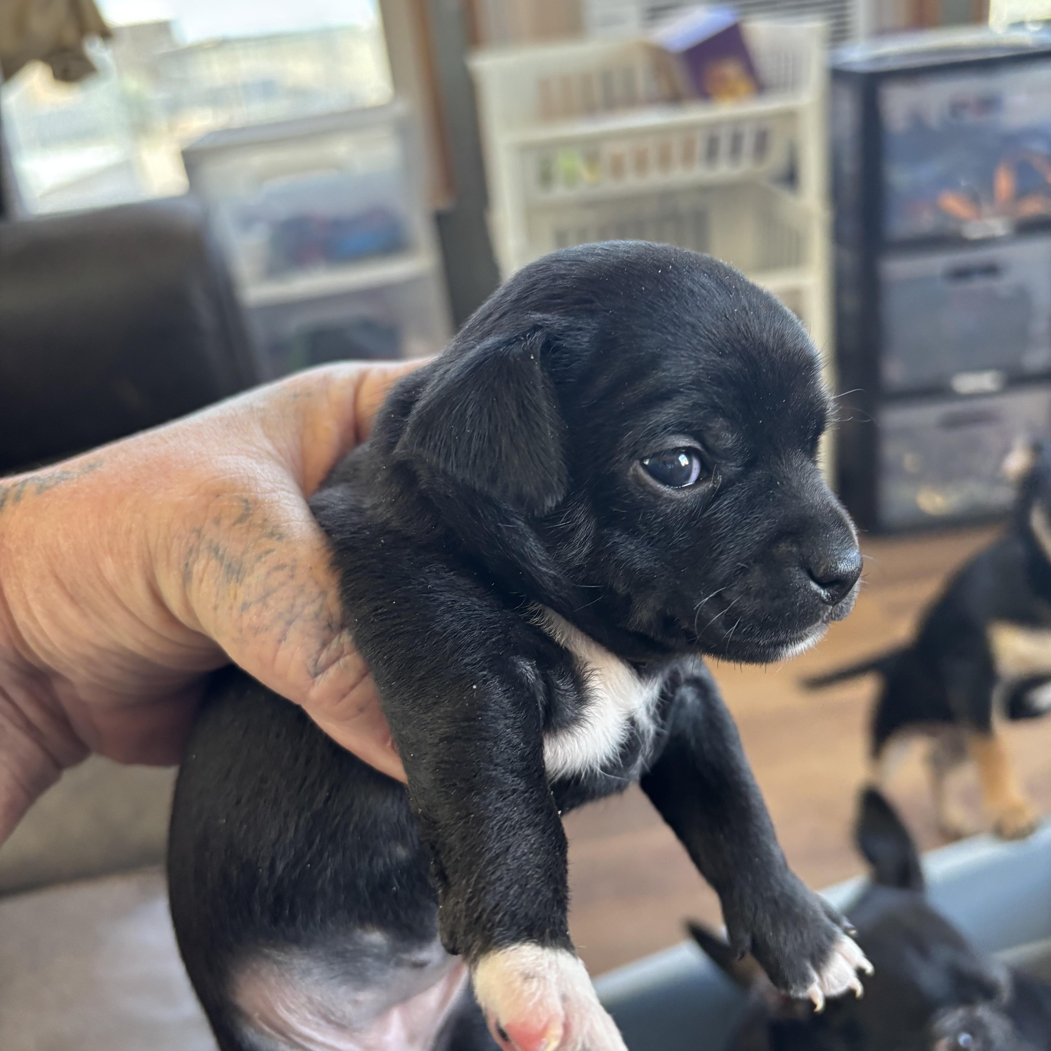 Minnie, adoptable, Puppy Female Chihuahua & Jack Russell Terrier.