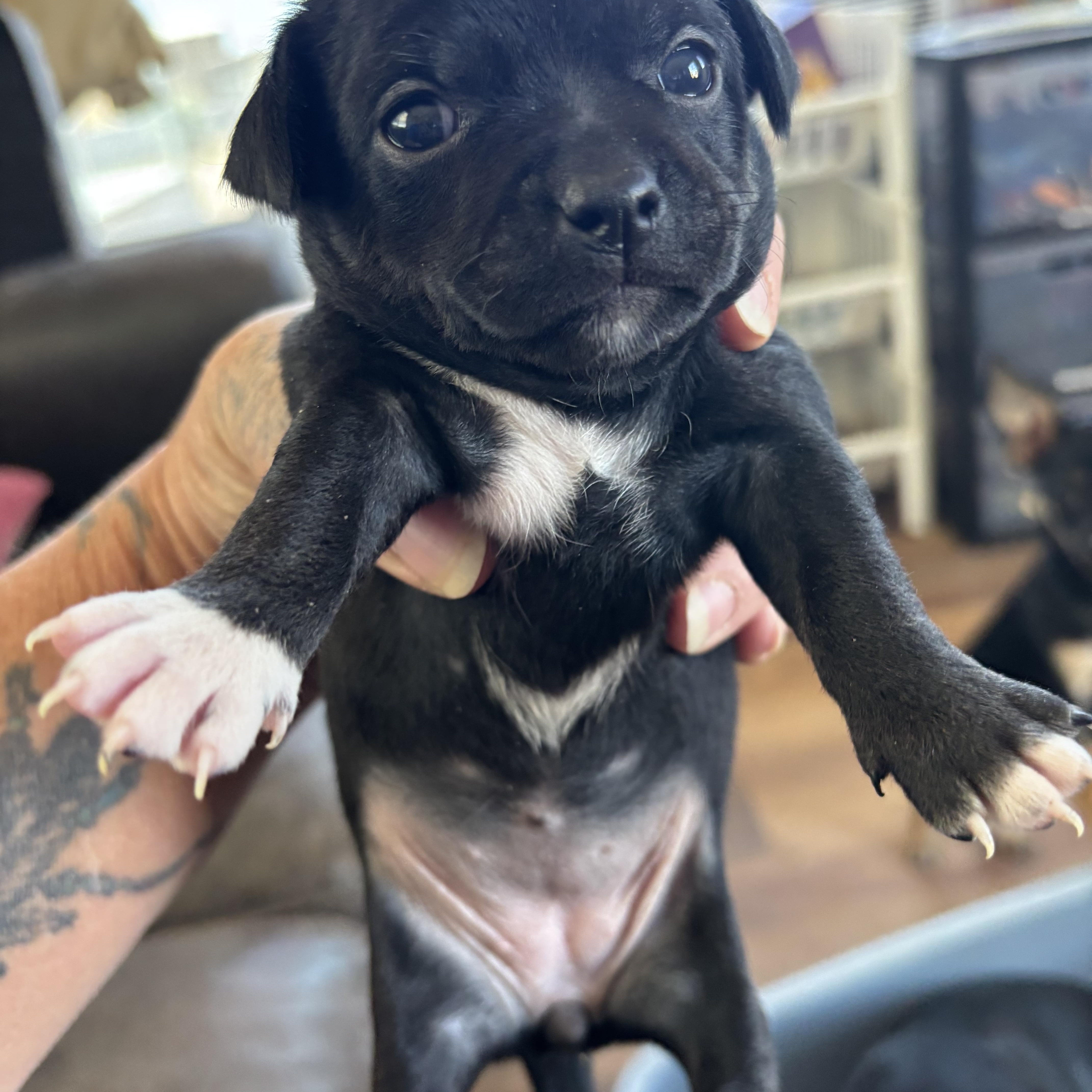 Enlarge Minnie, an adoptable mixed breed in Deming, NM image 2/2