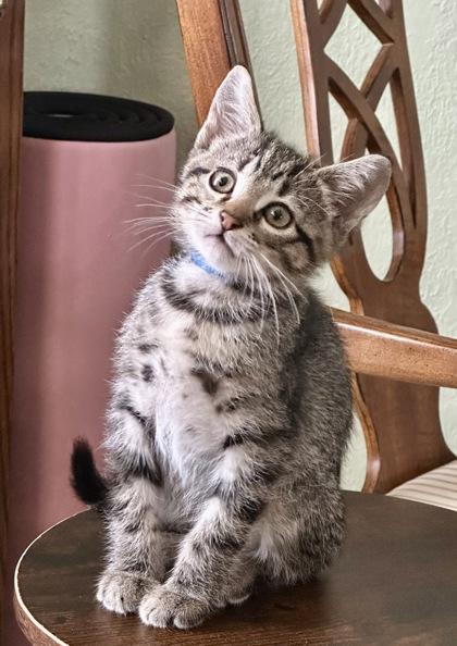 Enlarge Darjeeling, a Adoptable mixed breed in Pleasanton, CA image 1/3