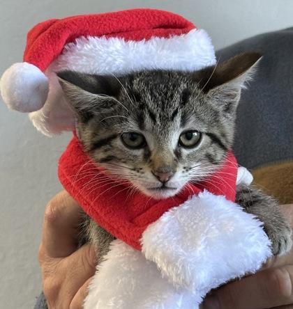 Enlarge Darjeeling, a Adoptable mixed breed in Pleasanton, CA image 2/3