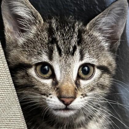 Enlarge Darjeeling, a Adoptable mixed breed in Pleasanton, CA image 3/3