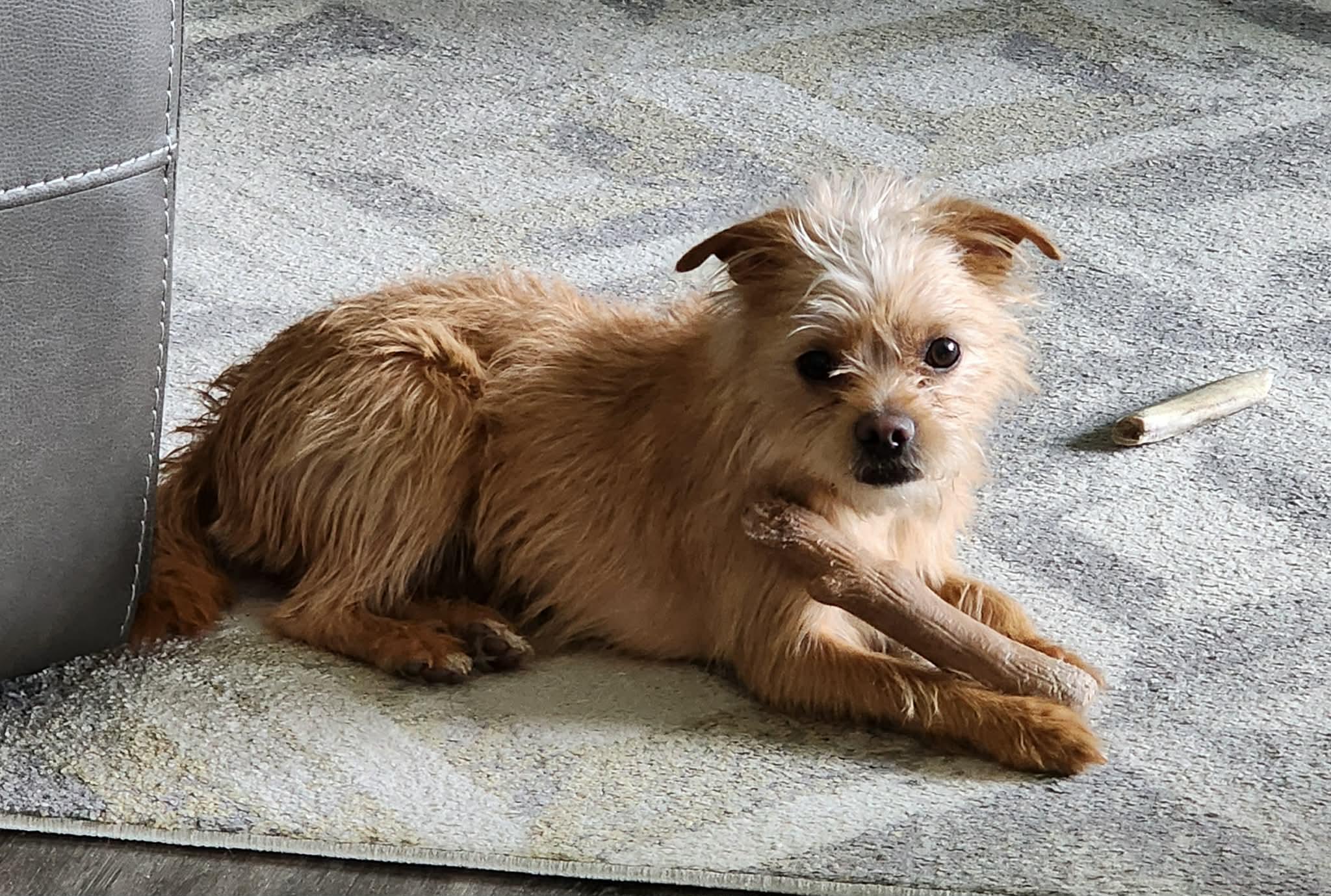 Enlarge Tinker Bell, a ADOPTABLE Mixed Breed in Cedar Rapids, IA image 3/3