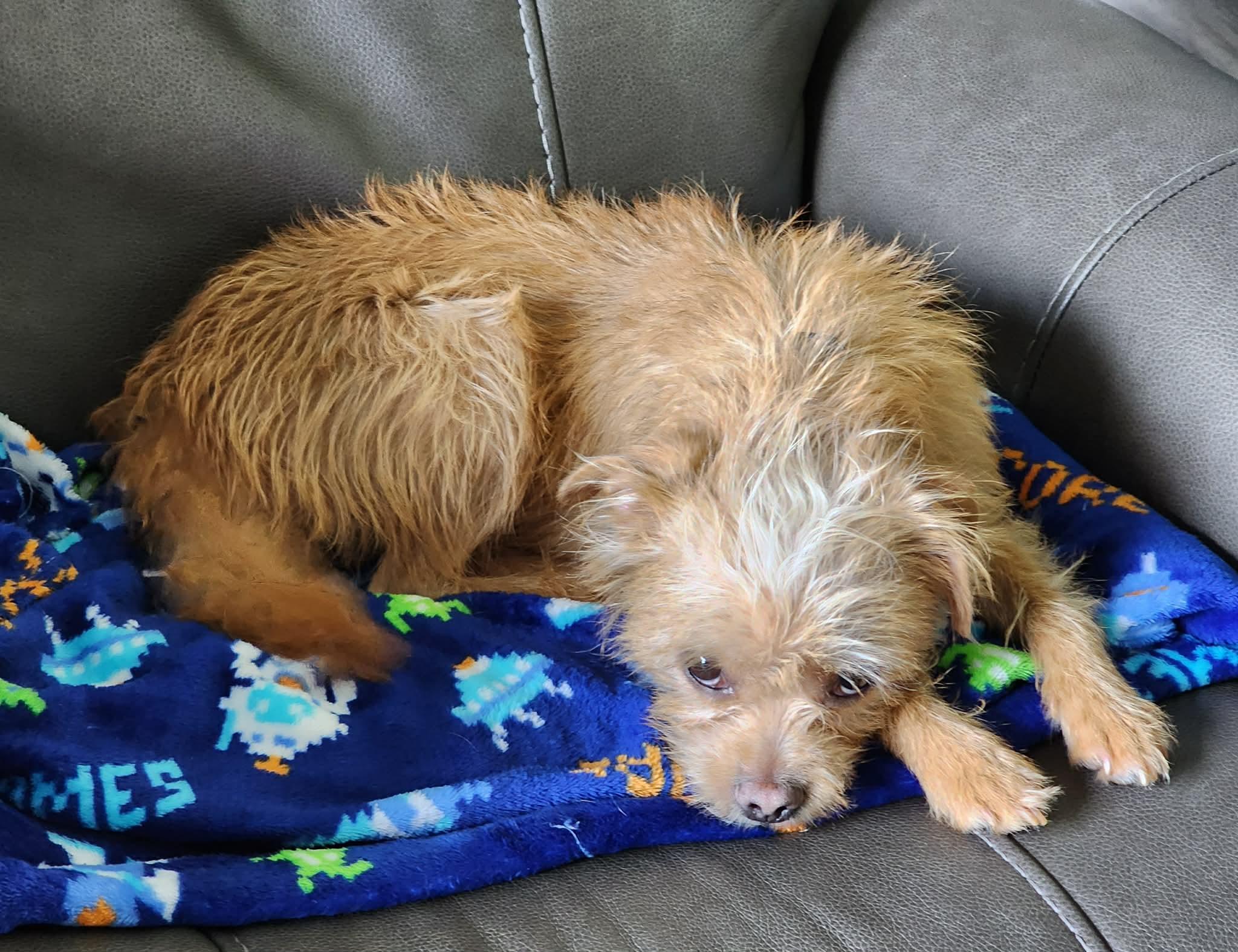 Enlarge Tinker Bell, a ADOPTABLE Mixed Breed in Cedar Rapids, IA image 2/3