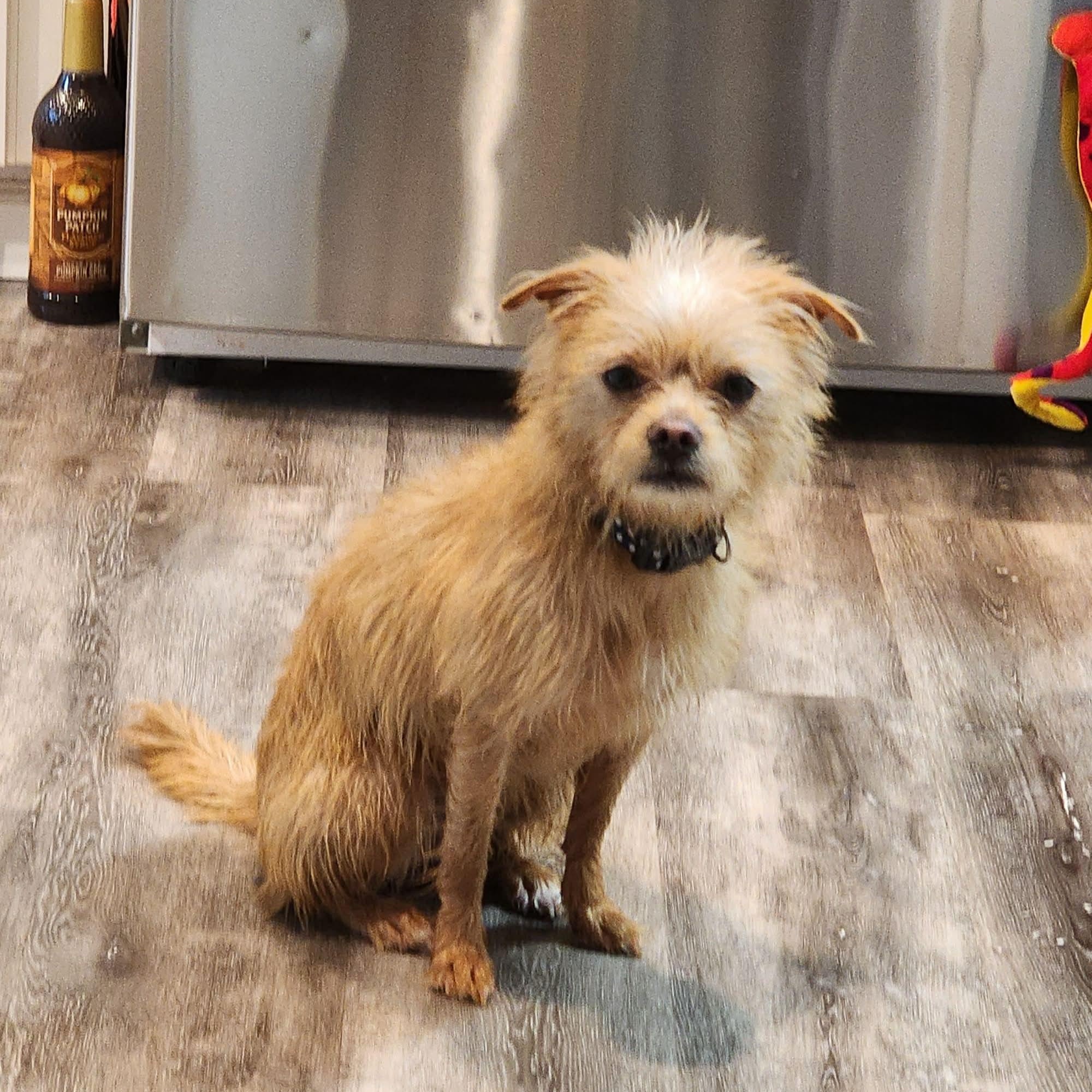 Enlarge Tinker Bell, a ADOPTABLE Mixed Breed in Cedar Rapids, IA image 1/3