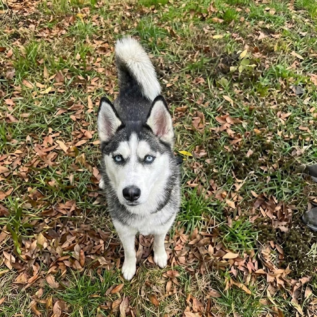 JUNO, ADOPTABLE, Puppy Female Siberian Husky.