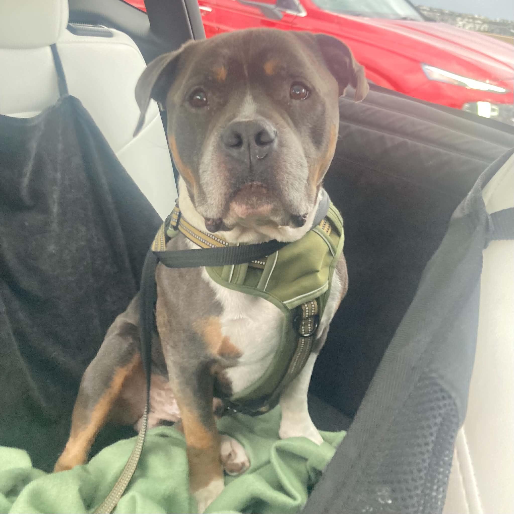 Leroy, ADOPTABLE, Adult Male American Bully.