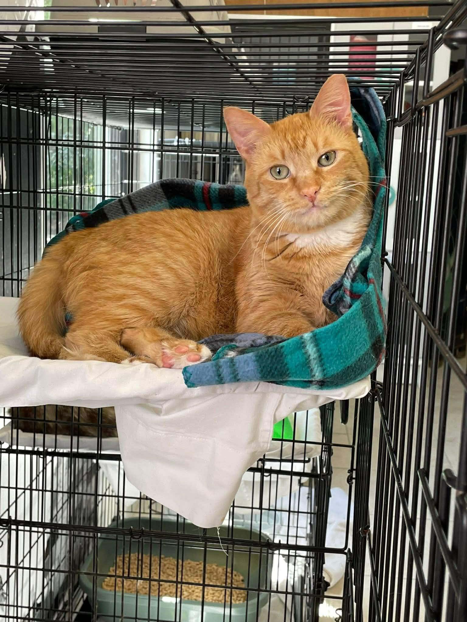 Enlarge Taffy, a Adoptable Domestic Short Hair in Murrells Inlet, SC image 1/4