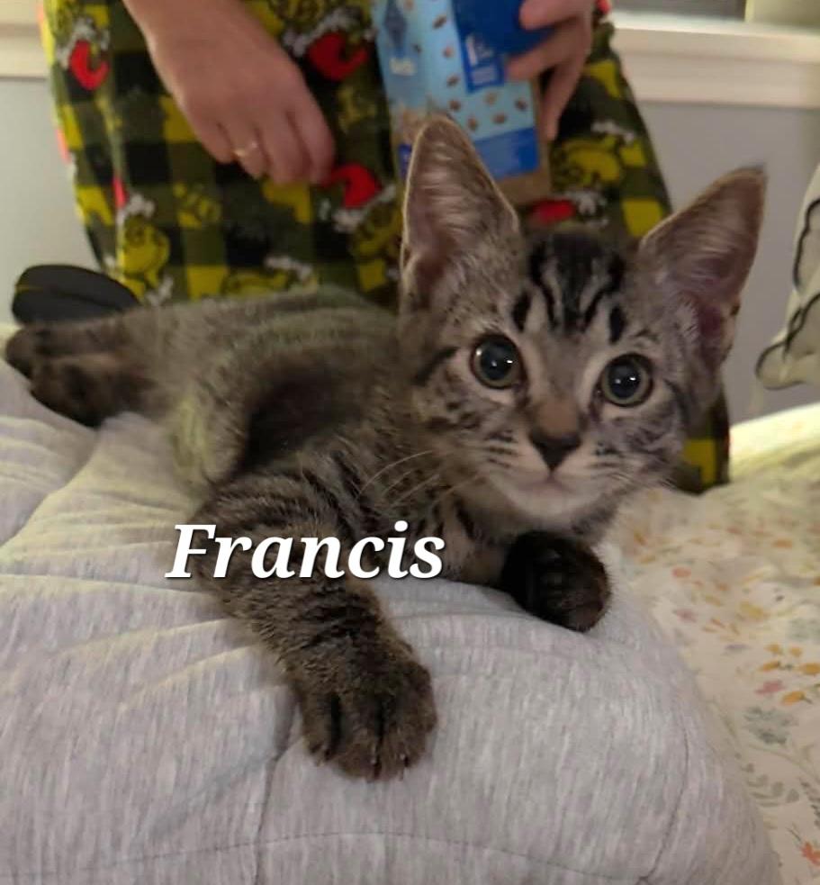 Francis, ADOPTABLE, Kitten Male Domestic Short Hair.