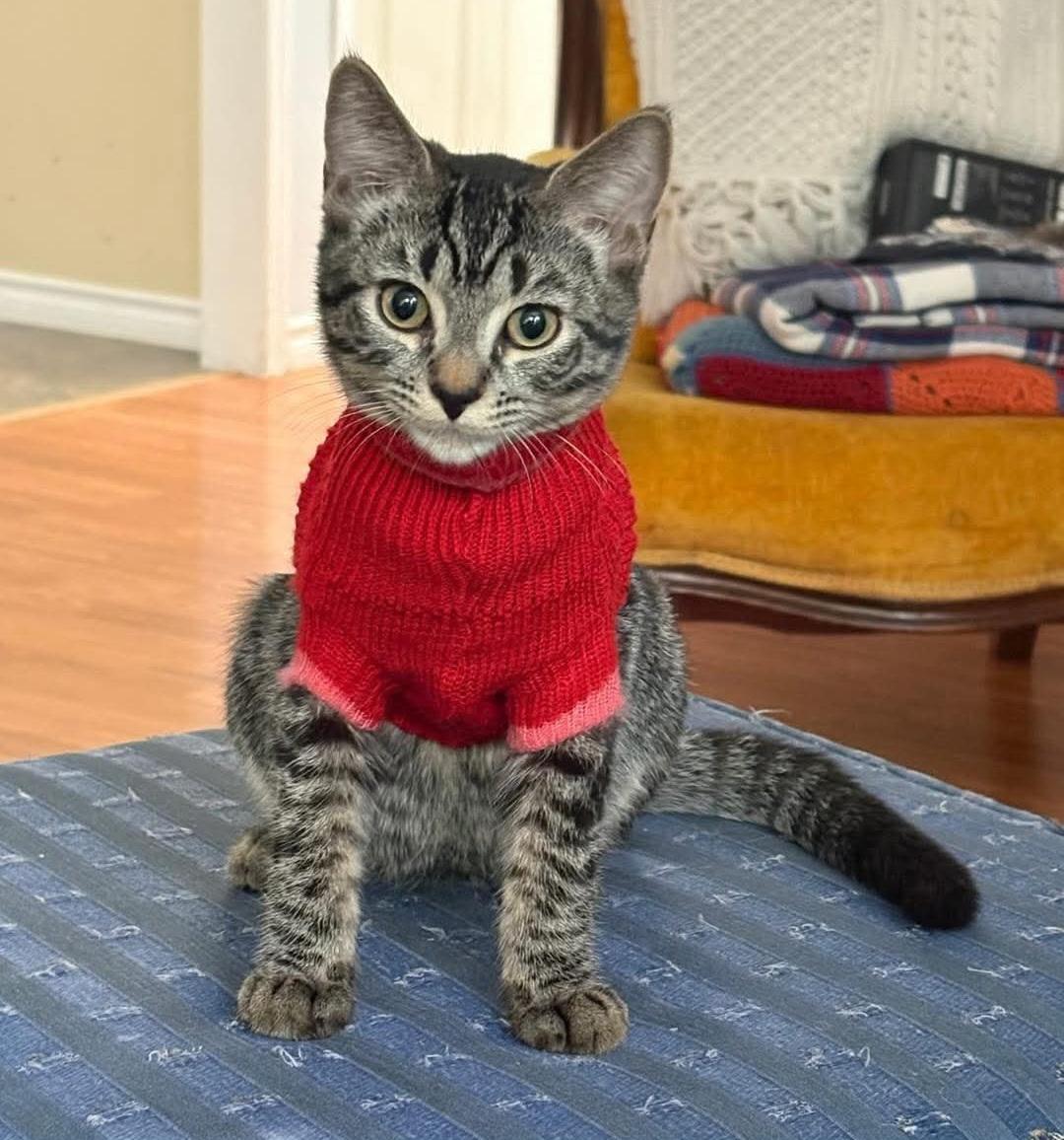 Francis, Adoptable, Kitten Male Domestic Short Hair.