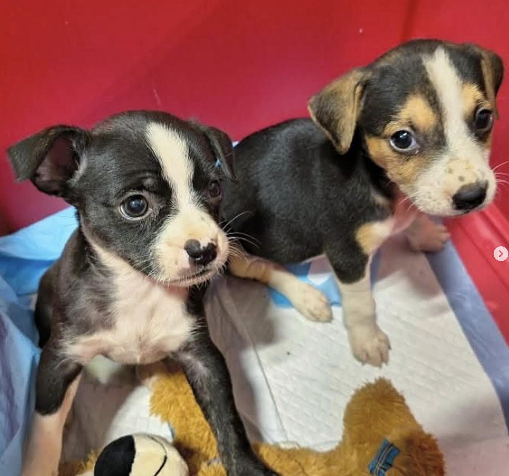 Arthur  The Little thumbnail 2