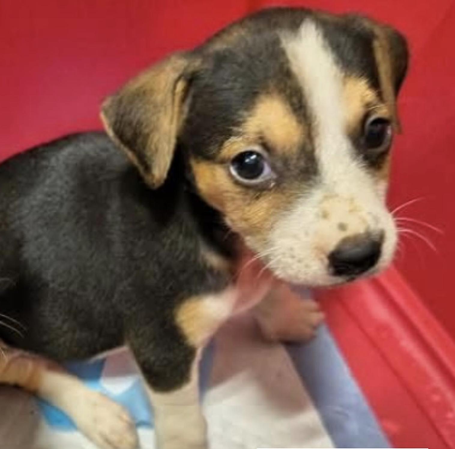 Arthur  The Little photo 1