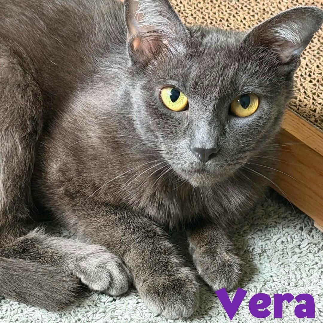 Vera- Russian Blue Mix --Retired Mama--, a Adoptable Domestic Short Hair in Riverview, FL image 1/6