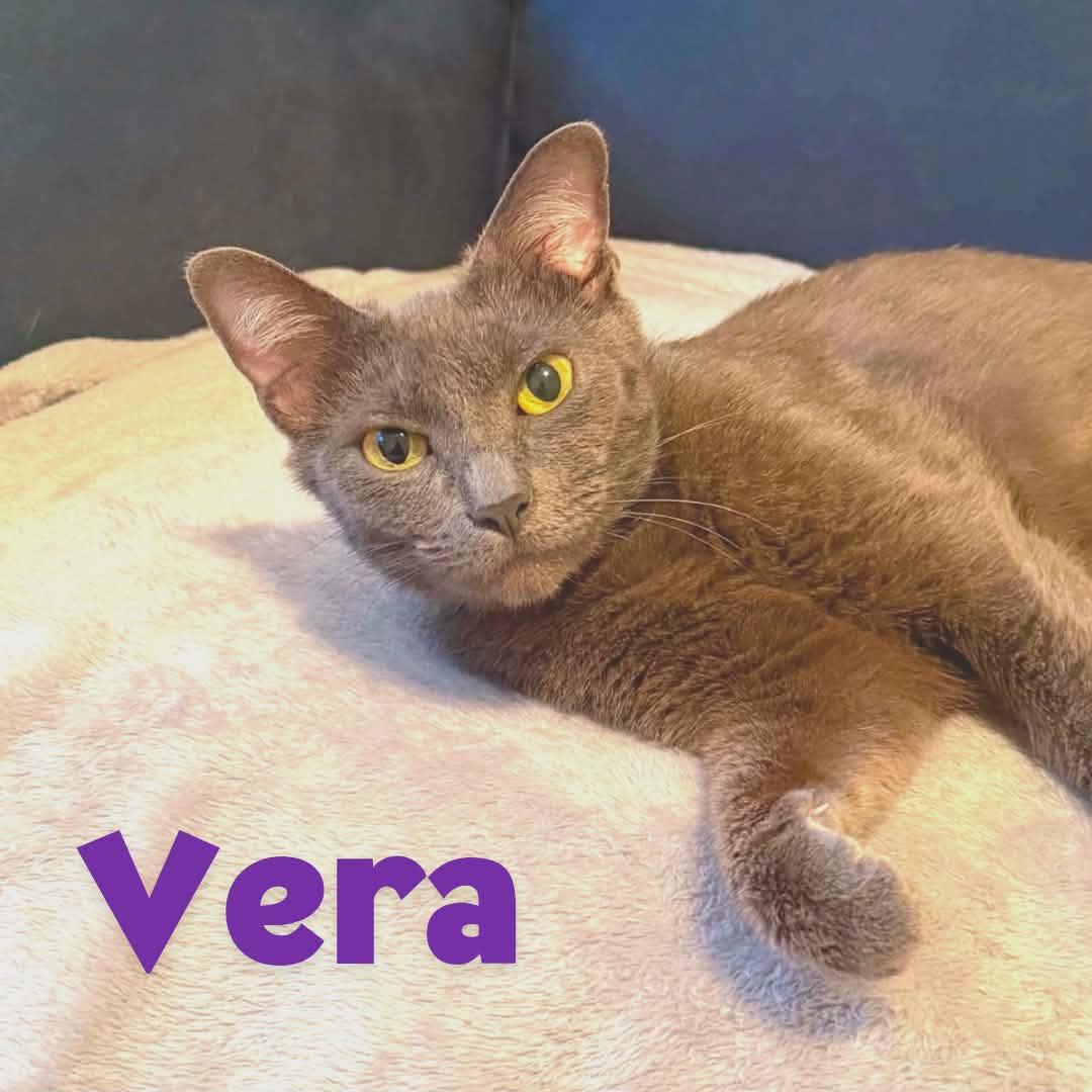 Vera- Russian Blue Mix --Retired Mama--, a Adoptable Domestic Short Hair in Riverview, FL image 3/6