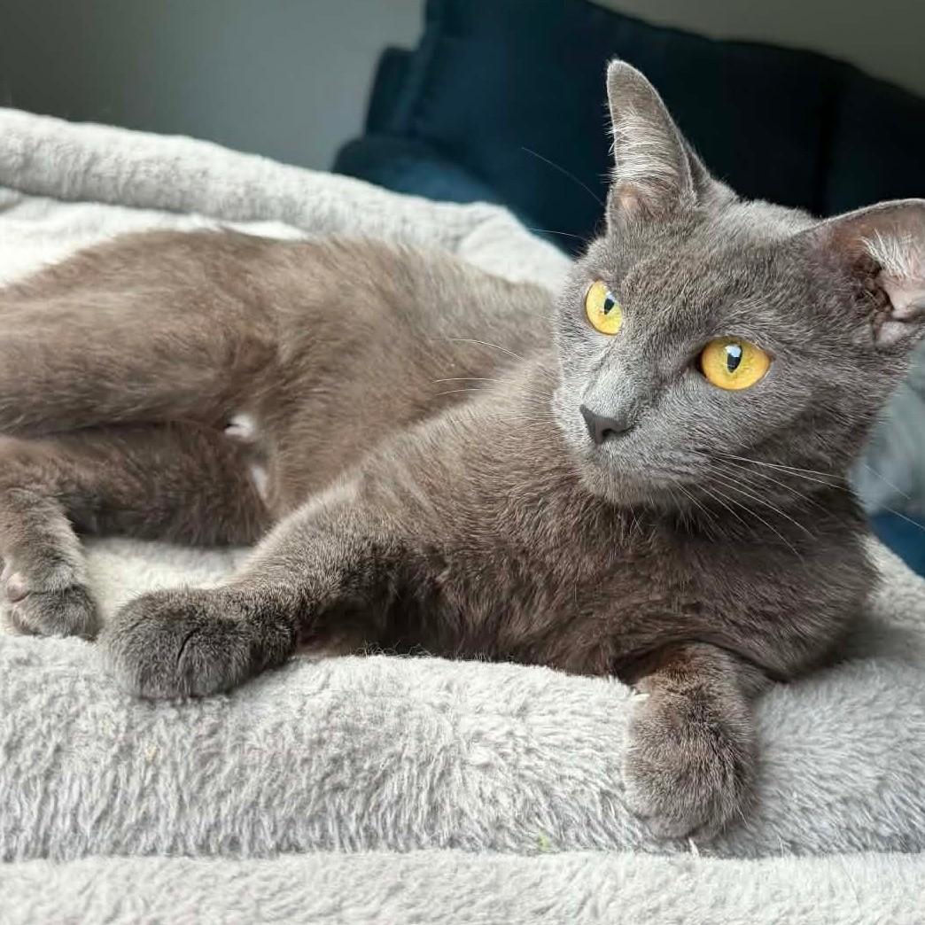 Vera- Russian Blue Mix --Retired Mama--, a Adoptable Domestic Short Hair in Riverview, FL image 2/6