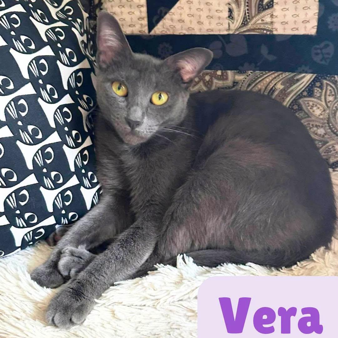 Enlarge Vera- Russian Blue Mix --Retired Mama--, a Adoptable Domestic Short Hair in Riverview, FL image 1/6