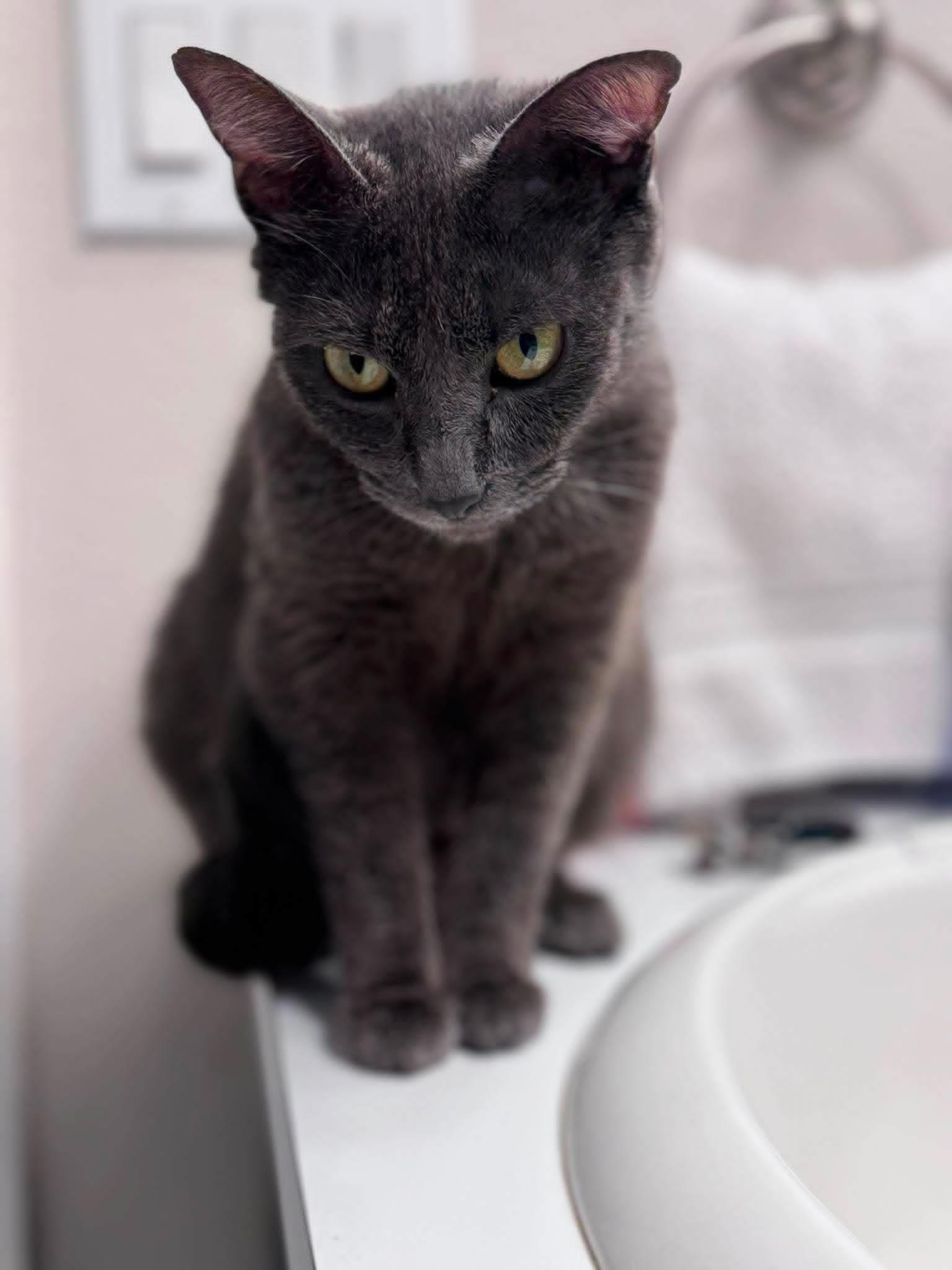 Vera- Russian Blue Mix --Retired Mama--, a Adoptable Domestic Short Hair in Riverview, FL image 5/6