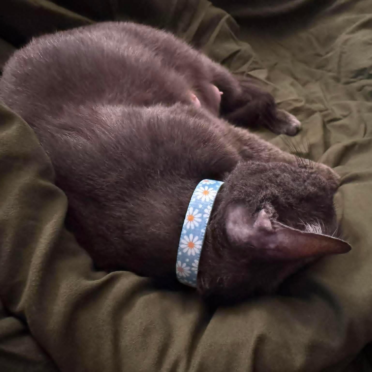 Vera- Russian Blue Mix --Retired Mama--, a Adoptable Domestic Short Hair in Riverview, FL image 6/6