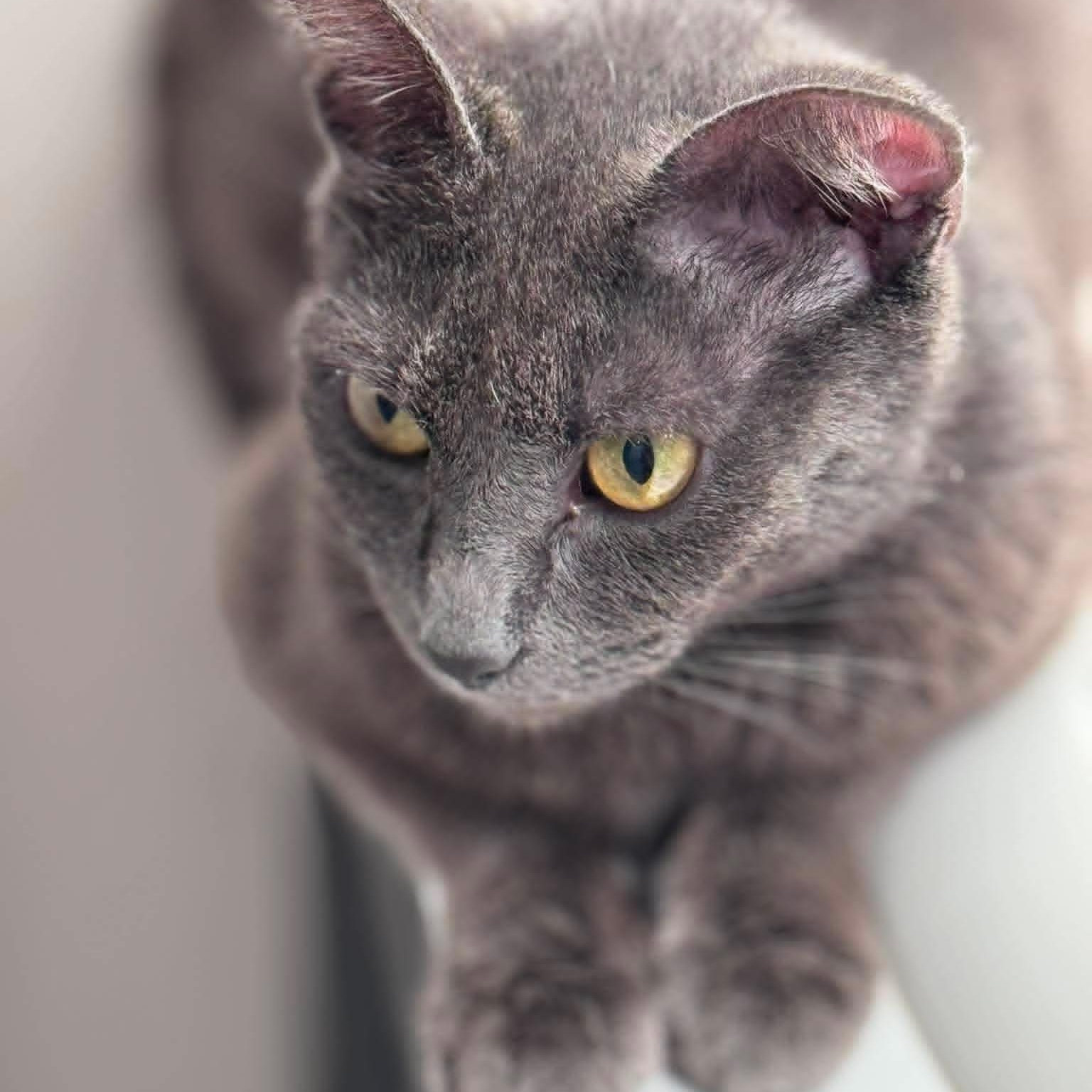 Vera- Russian Blue Mix --Retired Mama--, a Adoptable Domestic Short Hair in Riverview, FL image 4/6