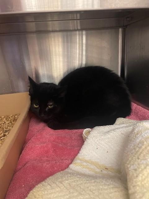 LOKI, Adoptable, Young Female Domestic Short Hair.