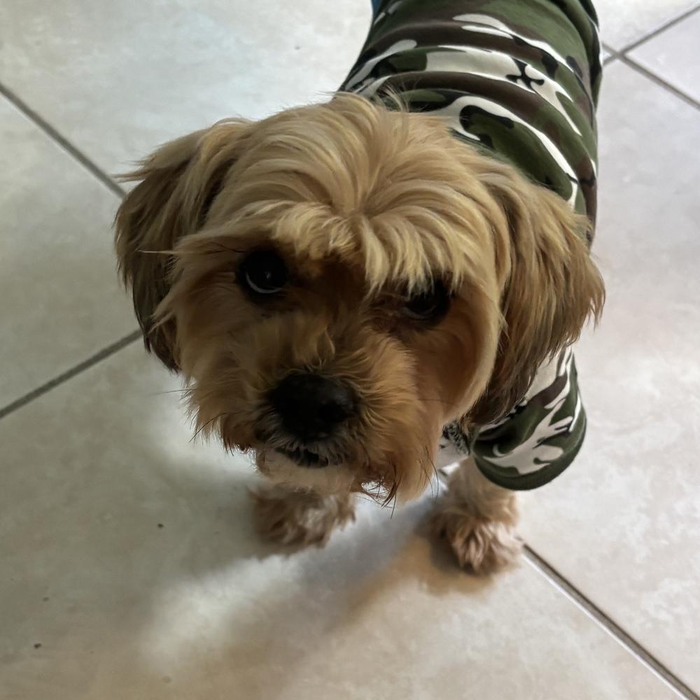 Beary, Adoptable, Adult Male Yorkshire Terrier & Shih Tzu.
