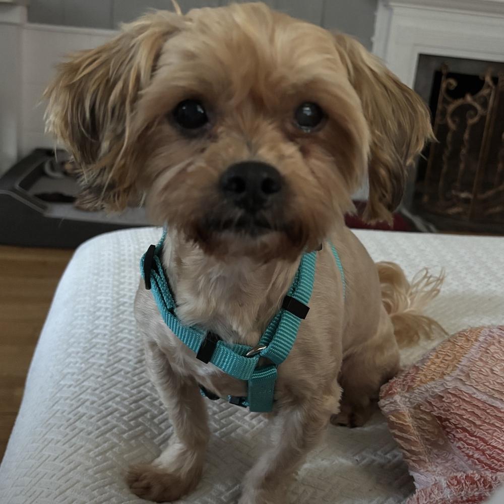 Enlarge Beary, a Adoptable mixed breed in Orlando, FL image 2/5