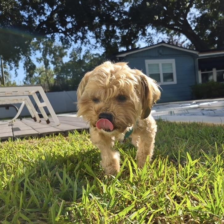 Enlarge Beary, a Adoptable mixed breed in Orlando, FL image 3/5