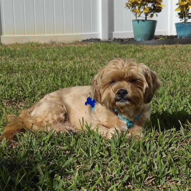 Enlarge Beary, a Adoptable mixed breed in Orlando, FL image 4/5