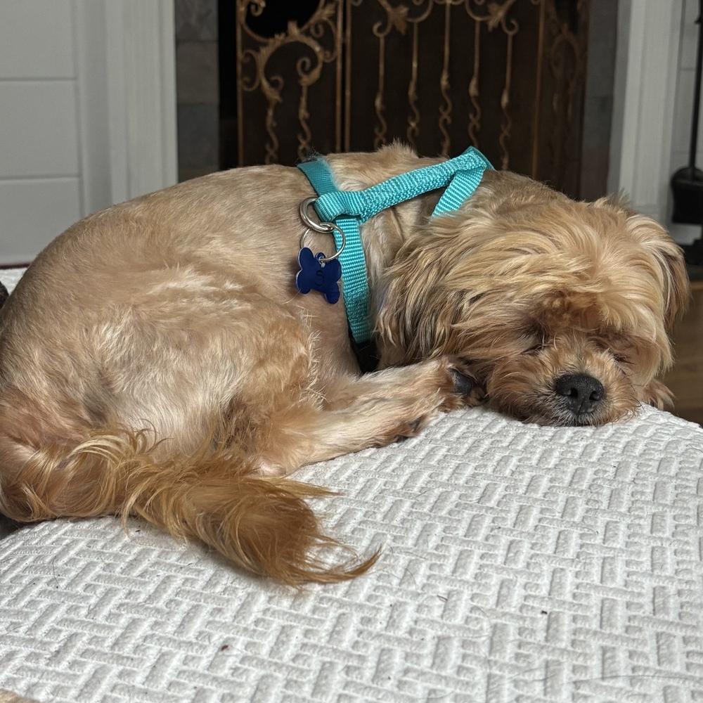 Enlarge Beary, a Adoptable mixed breed in Orlando, FL image 5/5